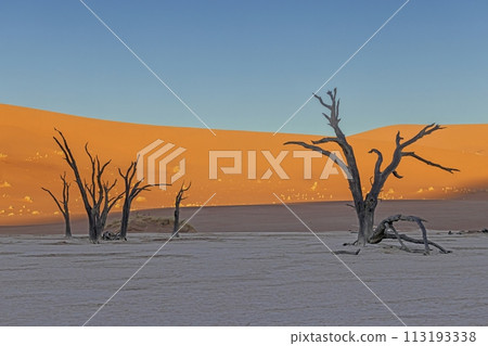Picture of a dead tree in the Deadvlei salt pan in the Namib Desert in front of red sand dunes in the morning light 113193338