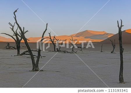 Picture of a dead tree in the Deadvlei salt pan in the Namib Desert in front of red sand dunes in the morning light Picture of a dead tree in the Deadvlei salt pan in the Namib Desert in front of red sand dunes in the morning light 113193341