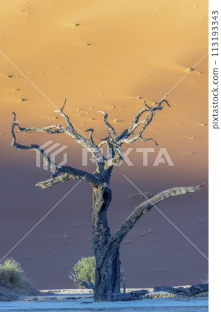 Picture of a dead tree in the Deadvlei salt pan in the Namib Desert in front of red sand dunes in the morning light 113193343