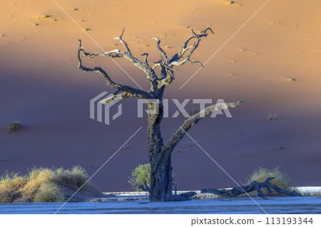 Picture of a dead tree in the Deadvlei salt pan in the Namib Desert in front of red sand dunes in the morning light 113193344