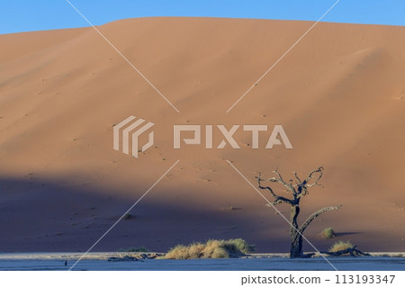 Picture of a dead tree in the Deadvlei salt pan in the Namib Desert in front of red sand dunes in the morning light Picture of a dead tree in the Deadvlei salt pan in the Namib Desert in front of red sand dunes in the morning light 113193347