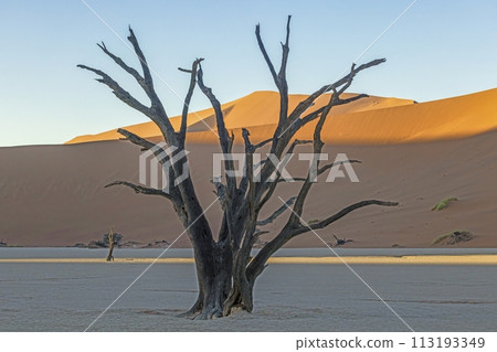 Picture of a dead tree in the Deadvlei salt pan in the Namib Desert in front of red sand dunes in the morning light Picture of a dead tree in the Deadvlei salt pan in the Namib Desert in front of red sand dunes in the morning light 113193349