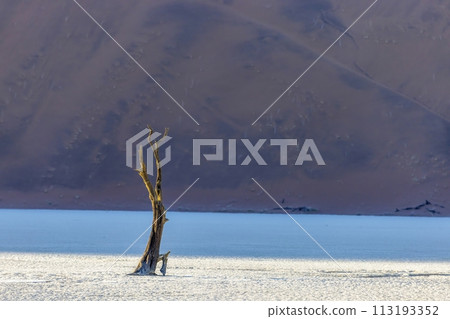Picture of a dead tree in the Deadvlei salt pan in the Namib Desert in front of red sand dunes in the morning light Picture of a dead tree in the Deadvlei salt pan in the Namib Desert in front of red sand dunes in the morning light 113193352