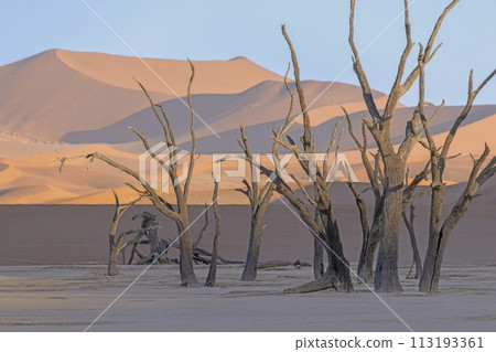 Picture of a dead tree in the Deadvlei salt pan in the Namib Desert in front of red sand dunes in the morning light 113193361