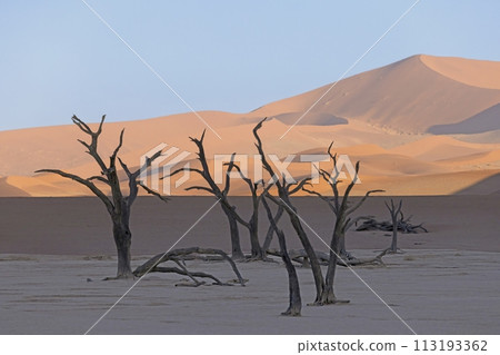 Picture of a dead tree in the Deadvlei salt pan in the Namib Desert in front of red sand dunes in the morning light Picture of a dead tree in the Deadvlei salt pan in the Namib Desert in front of red sand dunes in the morning light 113193362