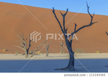 Picture of a dead tree in the Deadvlei salt pan in the Namib Desert in front of red sand dunes in the morning light Picture of a dead tree in the Deadvlei salt pan in the Namib Desert in front of red sand dunes in the morning light 113193363