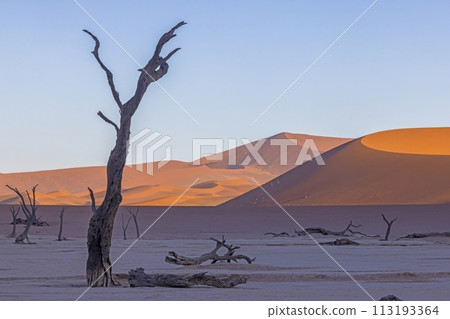 Picture of a dead tree in the Deadvlei salt pan in the Namib Desert in front of red sand dunes in the morning light Picture of a dead tree in the Deadvlei salt pan in the Namib Desert in front of red sand dunes in the morning light 113193364