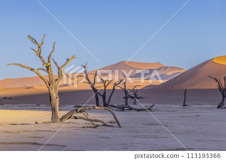 Picture of a dead tree in the Deadvlei salt pan in the Namib Desert in front of red sand dunes in the morning light Picture of a dead tree in the Deadvlei salt pan in the Namib Desert in front of red sand dunes in the morning light 113193366