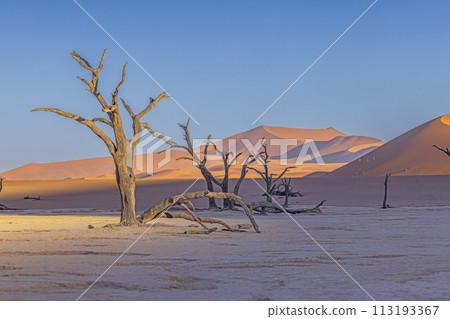 Picture of a dead tree in the Deadvlei salt pan in the Namib Desert in front of red sand dunes in the morning light Picture of a dead tree in the Deadvlei salt pan in the Namib Desert in front of red sand dunes in the morning light 113193367