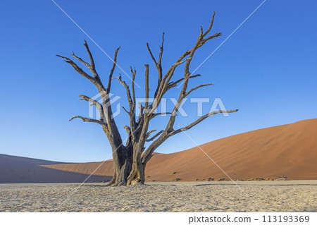 Picture of a dead tree in the Deadvlei salt pan in the Namib Desert in front of red sand dunes in the morning light 113193369