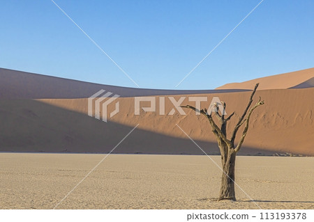 Picture of a dead tree in the Deadvlei salt pan in the Namib Desert in front of red sand dunes in the morning light 113193378