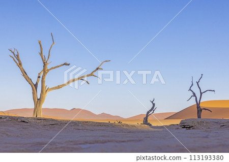 Picture of a dead tree in the Deadvlei salt pan in the Namib Desert in front of red sand dunes in the morning light 113193380