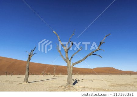 Picture of a dead tree in the Deadvlei salt pan in the Namib Desert in front of red sand dunes in the morning light Picture of a dead tree in the Deadvlei salt pan in the Namib Desert in front of red sand dunes in the morning light 113193381