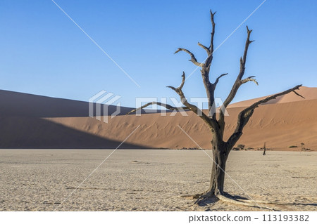 Picture of a dead tree in the Deadvlei salt pan in the Namib Desert in front of red sand dunes in the morning light 113193382