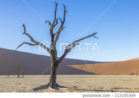 Picture of a dead tree in the Deadvlei salt pan in the Namib Desert in front of red sand dunes in the morning light 113193384