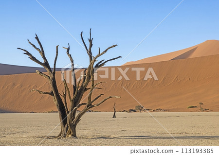 Picture of a dead tree in the Deadvlei salt pan in the Namib Desert in front of red sand dunes in the morning light Picture of a dead tree in the Deadvlei salt pan in the Namib Desert in front of red sand dunes in the morning light 113193385