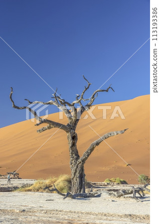 Picture of a dead tree in the Deadvlei salt pan in the Namib Desert in front of red sand dunes in the morning light Picture of a dead tree in the Deadvlei salt pan in the Namib Desert in front of red sand dunes in the morning light 113193386