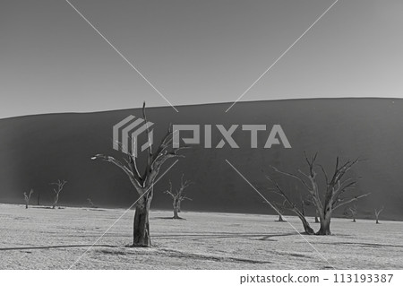 BW picture of a dead tree in the Deadvlei salt pan in the Namib Desert in front of red sand dunes in the morning light BW picture of a dead tree in the Deadvlei salt pan in the Namib Desert in front of red sand dunes in the morning light 113193387