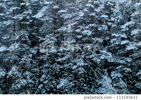 Dark green winter forest with frosted branches, wall of spruce trees dusted with snow. Dark green winter forest with frosted branches, wall of spruce trees dusted with snow. 113193632