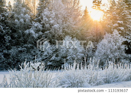 Branches of trees in mixed forest are covered with frost, sun is shining above tops of fir trees. Branches of trees in mixed forest are covered with frost, sun is shining above tops of fir trees. 113193637