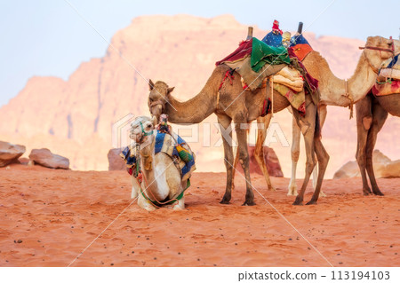 Camels in the desert Wadi Rum, Jordan 113194103