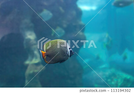 Redtail butterflyfish swimming in deep ocean Redtail butterflyfish swimming in deep ocean 113194302