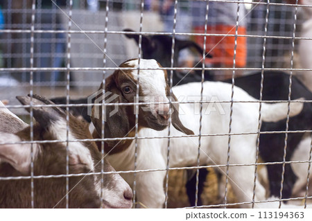 Kid goats in metal grid cage. Goat animal Qurban Eid al-Adha Kid goats in metal grid cage. Goat animal Qurban Eid al-Adha 113194363