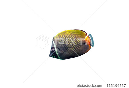 Red tailed butterflyfish isolated on white background. Chaetodon collare fish cutout icon 113194537