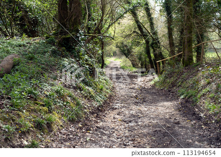 British Woodland Scenery Walk through a Walking Trail With Path 113194654