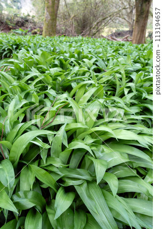Close up of Wild Garlic Growing in the Countryside ready to be Picked and Eaten 113194657