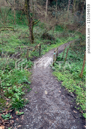 British Woodland Scenery Walk through a Walking Trail With Path 113194659
