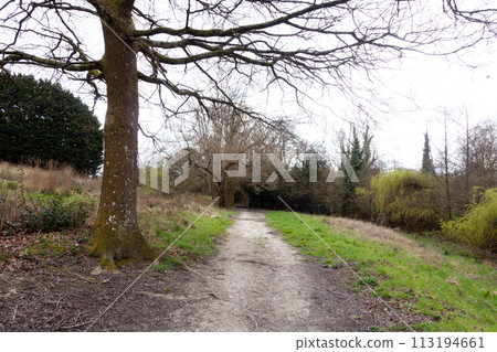 British Woodland Scenery Walk through a Walking Trail With Path 113194661