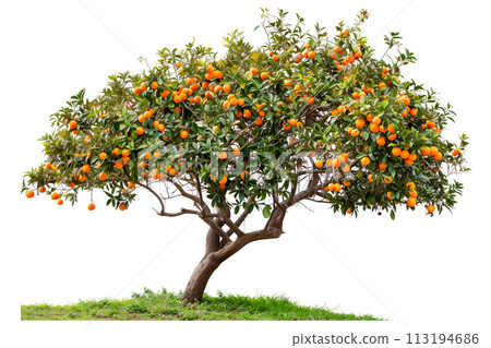 Tangerine or orange tree isolated on white background. The citrus fruits hang heavy on the branches, ready for picking Tangerine or orange tree isolated on white background. The citrus fruits hang heavy on the branches, ready for picking 113194686