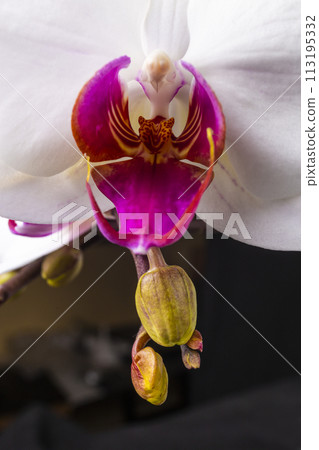 Close up of magenta and white orchid or orchis flower. Flowers from latin family Orchidaceae. Macro photo. 113195332