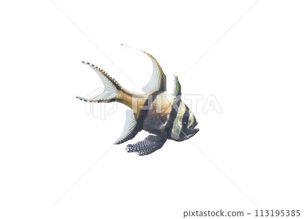 Banggai cardinalfish isolated on white background. Pterapogon kauderni tropical fish cutout icon, side view 113195385