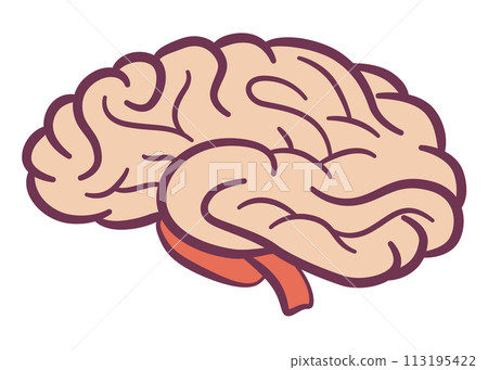 Internal human body organ - brain, info poster. Medical anatomy infographic element. Medicine concept, healthcare. Vector illustration 113195422