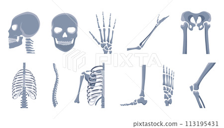 Human bones orthopedic and skeleton icon set, bone x-ray image of human joints, anatomy skeleton flat design vector illustration Human bones orthopedic and skeleton icon set, bone x-ray image of human joints, anatomy skeleton flat design vector illustration 113195431