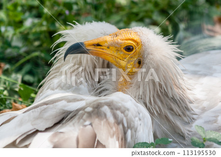 Common vulture (Neophron percnopterus) Common vulture (Neophron percnopterus) 113195530