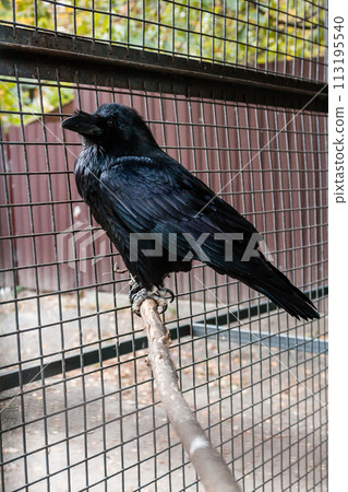 Big Black Raven sitting on a close-up branch Big Black Raven sitting on a close-up branch 113195540