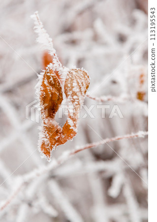 Winter leaves covered with snow and hoarfrost 113195543