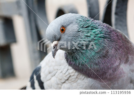 portrait of a beautiful dove 113195936