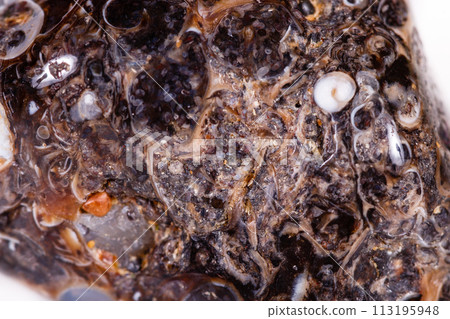 Macro mineral agate fossil fossilized with fossilized turtles on white background Macro mineral agate fossil fossilized with fossilized turtles on white background 113195948