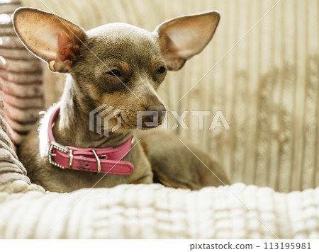 Little dog sitting on couch Little dog sitting on couch 113195981
