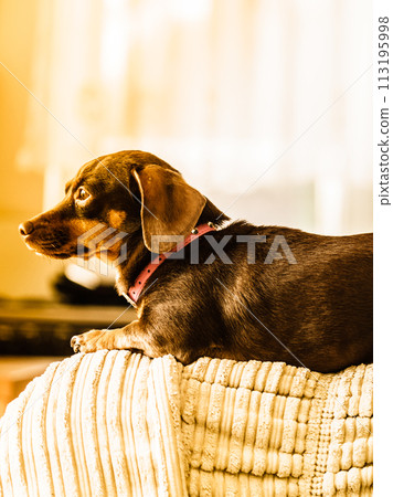 Little dog sitting on couch Little dog sitting on couch 113195998
