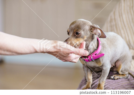 Little dog eats food from hand Little dog eats food from hand 113196007
