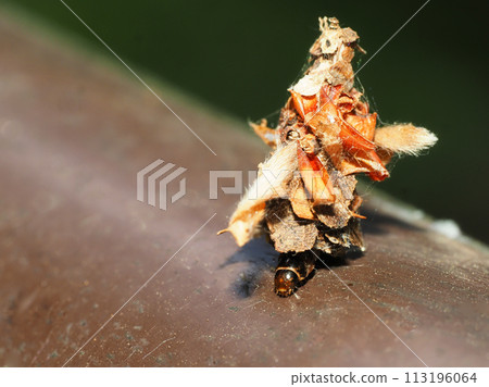 Larva of Nitobemino moth Larva of Nitobemino moth 113196064