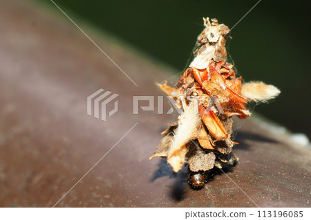 Larva of Nitobemino moth 113196085