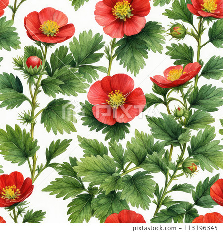 Potentilla anserina with red flowers 113196345