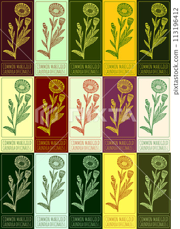Set of vector drawing COMMON MARIGOLD in various colors. Hand drawn illustration. The Latin name is CALENDULA OFFICINALIS L. 113196412