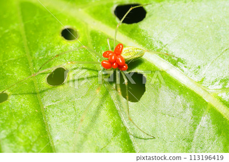寄生在鱗蜘蛛上的 Caveanatacara 蟎 113196419